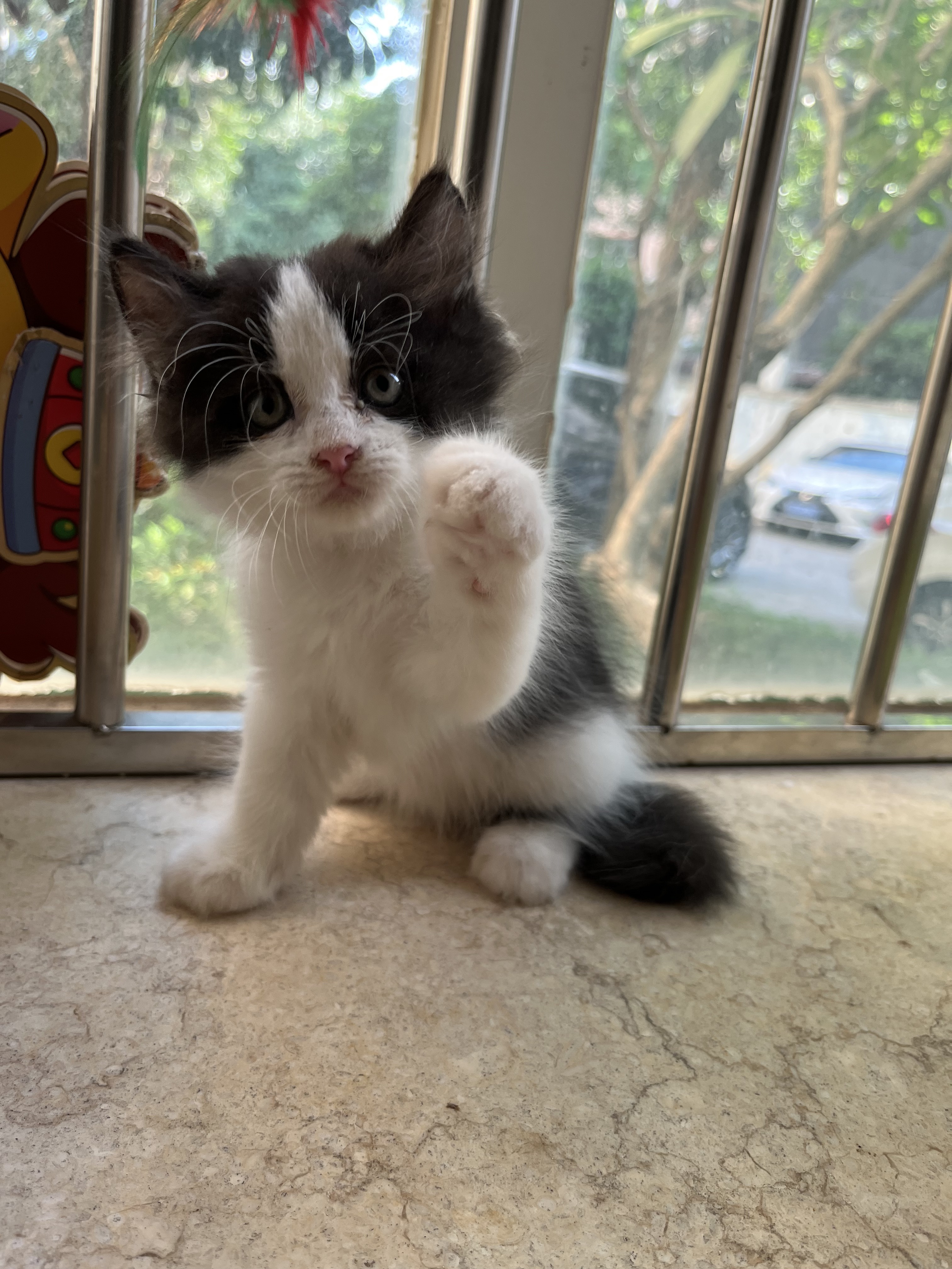 长毛五粉奶牛猫